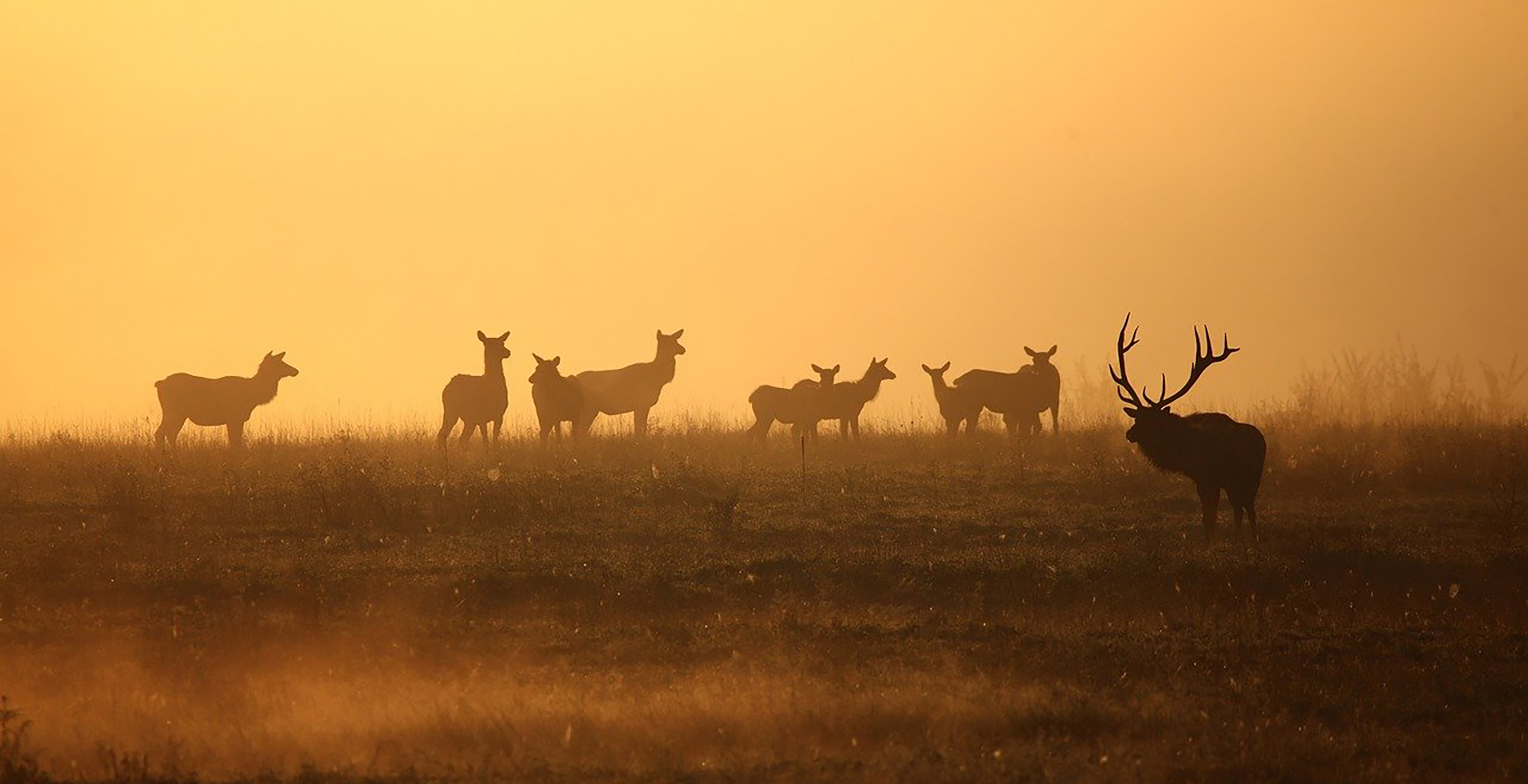 herd of elk in a field