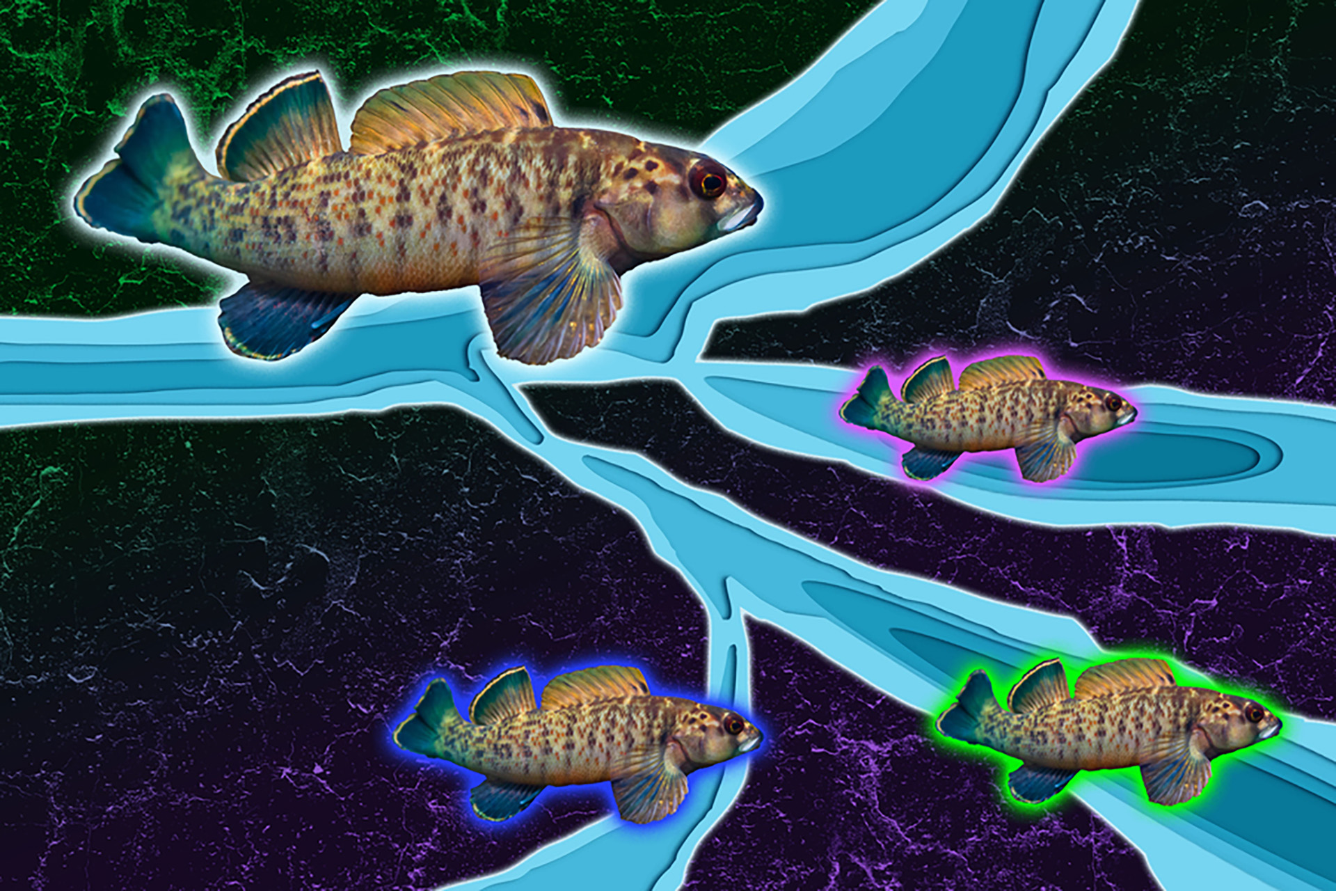 graphic illustration of greenfin darter fish in multiple river tributaries