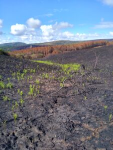 An image of a burned hillside after some restoration efforts. The exposed soil looks darg, and there is a forest of brown trees a few hundred yards away. There is a line of new plant growth that looks almost like a river running down the hill.