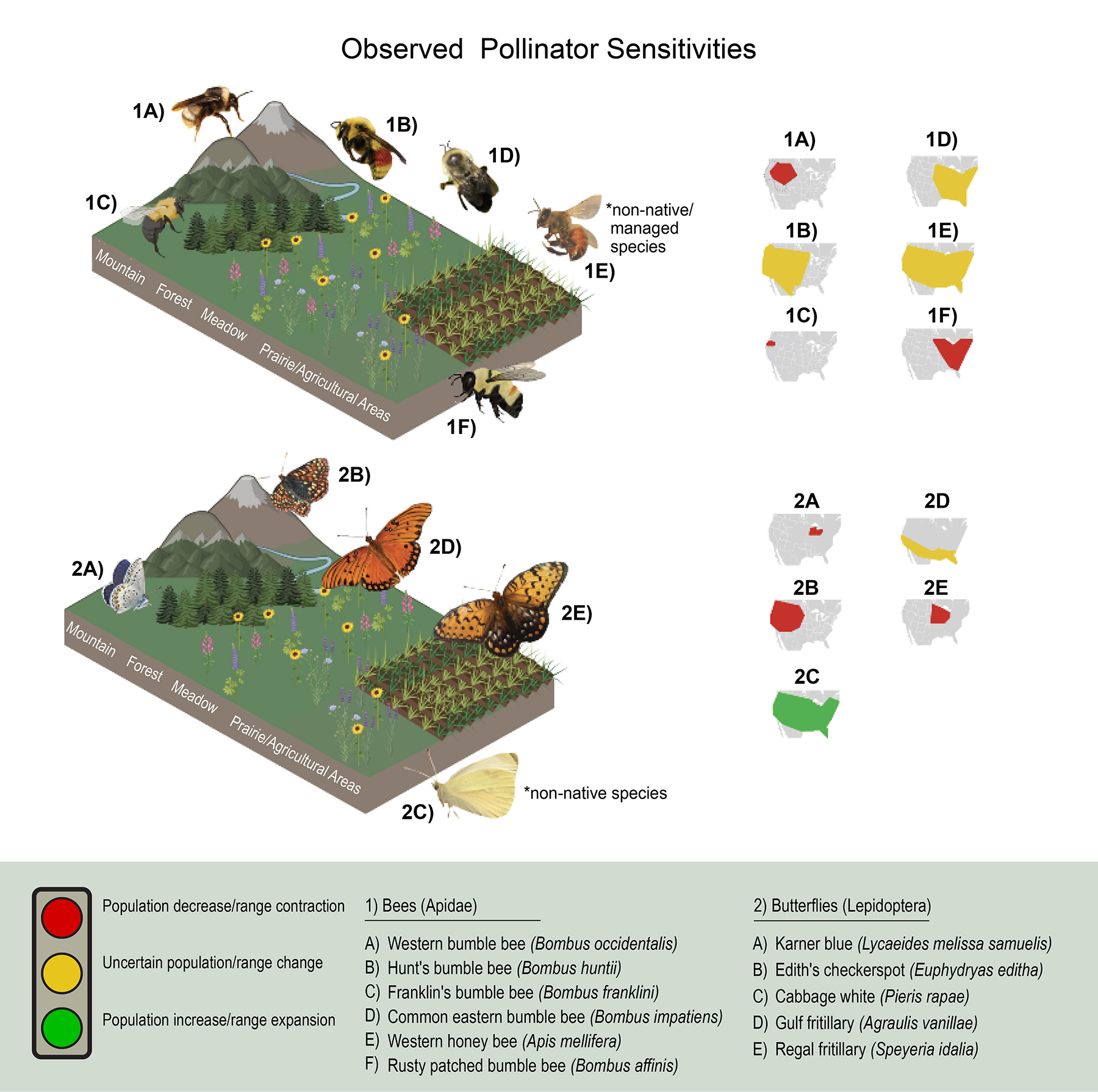 "Observed Pollinator Sensitivities" graphic shows bees and butterflies relative to the areas they inhabit: mountain, forest, meadow or prairie/agricultural areas, and U.S. maps with population declines in red, population increases in green and uncertain population/range change in yellow.