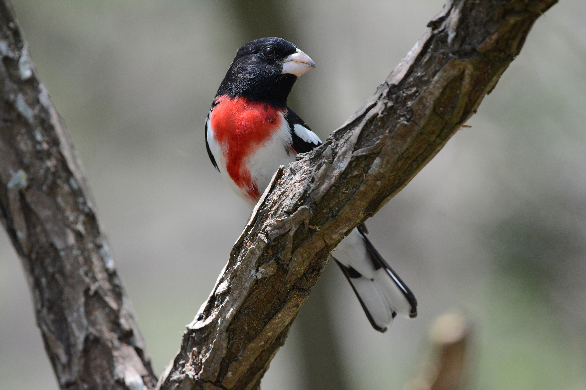 Small black and white bird with red chest rests on a branch