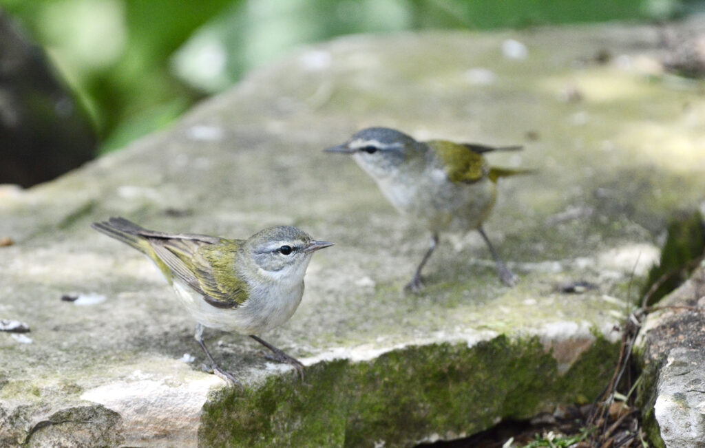 Two small, gray and yellow birds stand on a moss-covered stone, blending in to their surrounding.