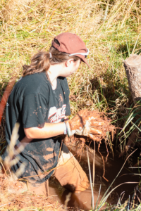 A student stands in knee-deep muddy water, holding a mud plug that is about to be in an artificial beaver dam.