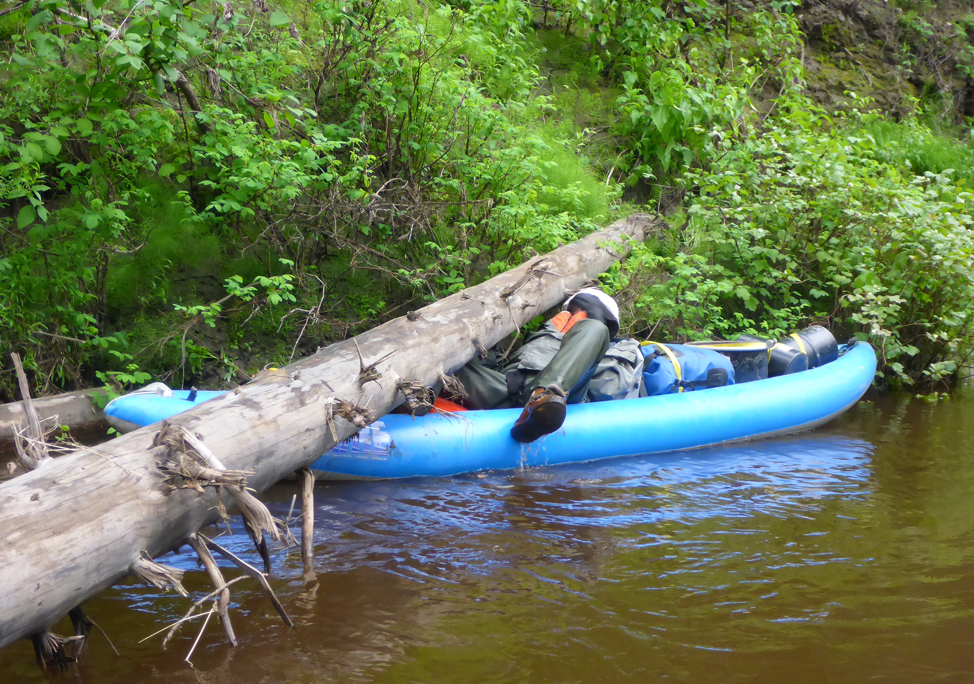 A woman lies flat in an inflatable blue kayak to float under a log blocking a river.