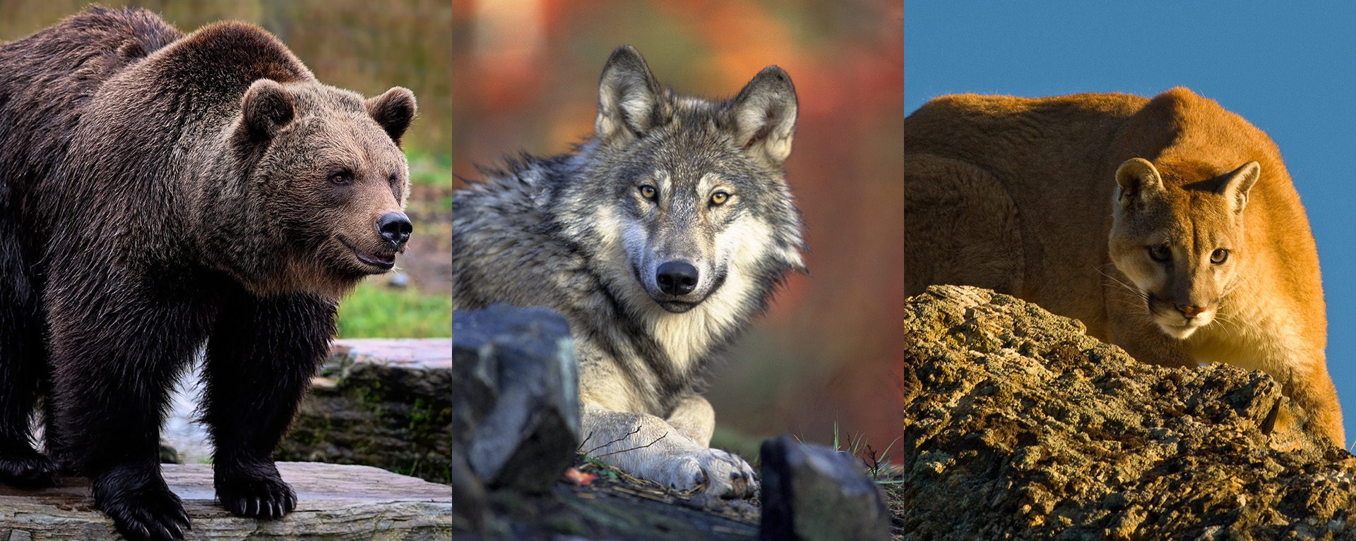 Photos of a grizzly bear, wolf and cougar, from left to right