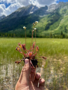 An unusual plant with red leaves and white flowers is held between fingers in the foreground with a mountain landscape in the background