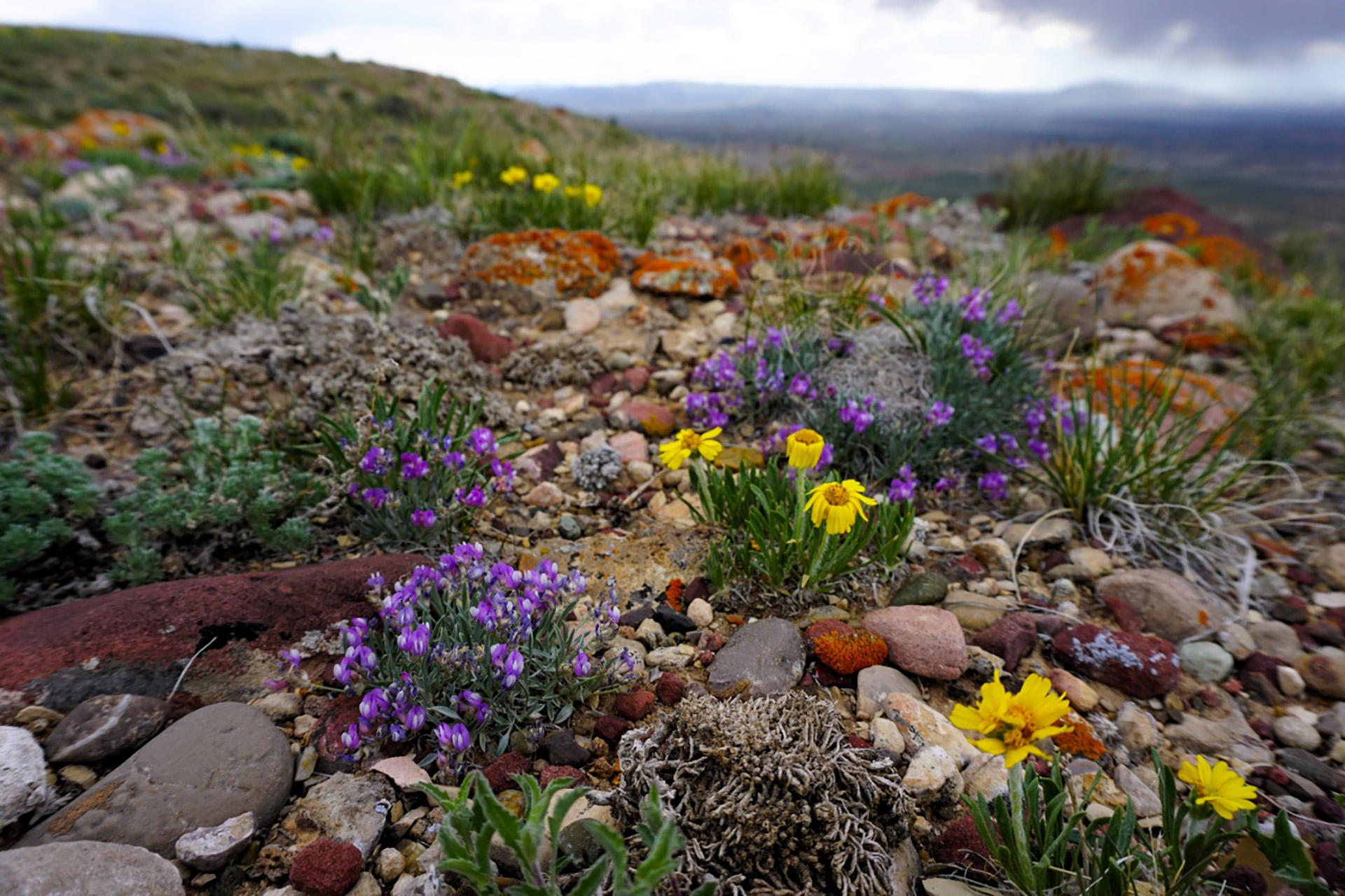 Purple and yellow wildflowers in focus in foreground surrounded by other plants and rocks with sky and mountains out of focus in background