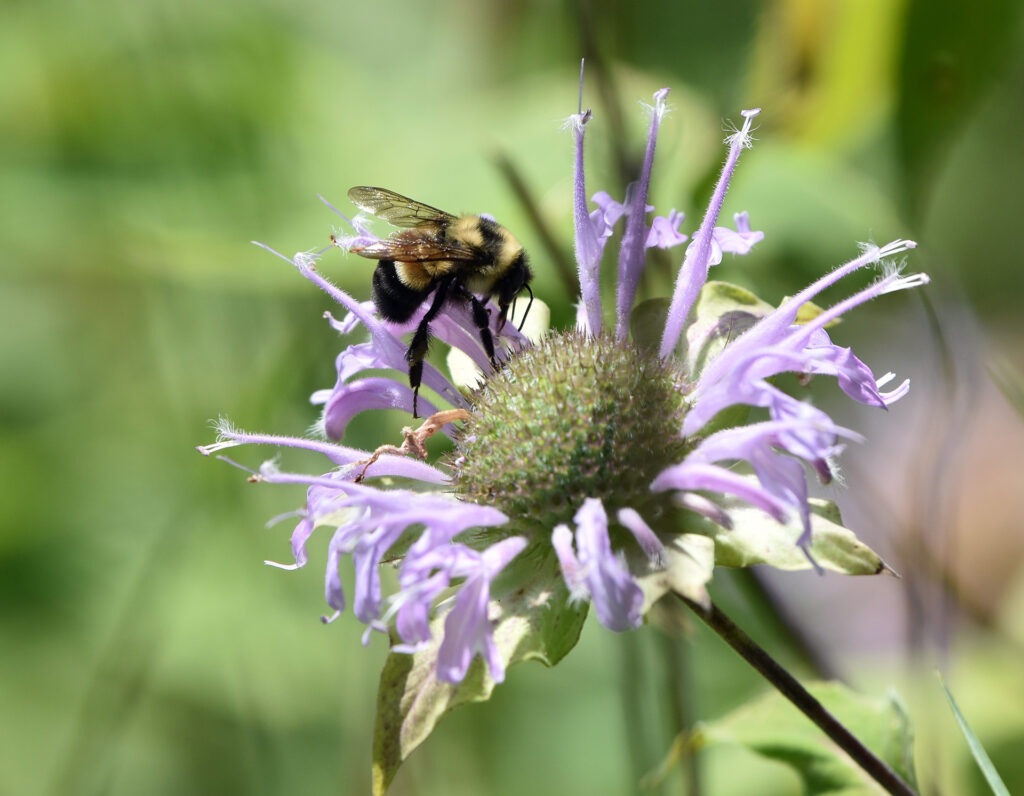 A rusty-patched bumblebee pollinates a purple flower