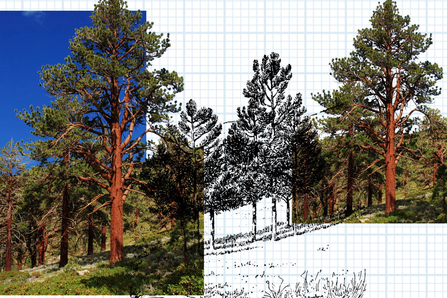 Graphic collage of a forest and a sketch of a forest on graph paper background