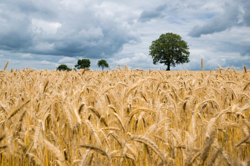 Wheat field in foreground with cloudy sky and trees in background.