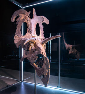 A tall dinosaur skull with a beak and four big horns is exhibited in a glass display case.
